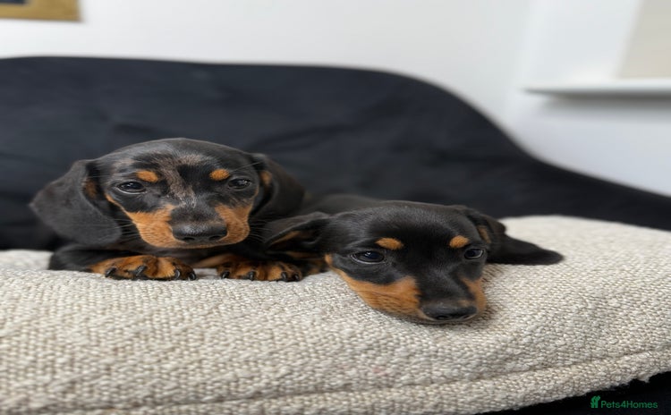 Miniature Dachshund dogs - Advert 4