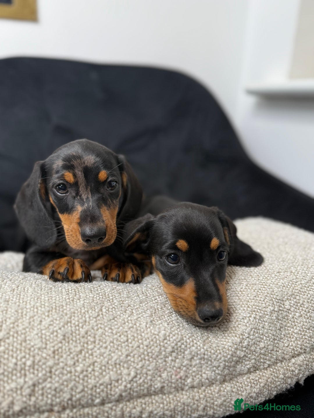 Miniature Dachshund dogs for sale: Miniature dachshund puppies  - Image 1