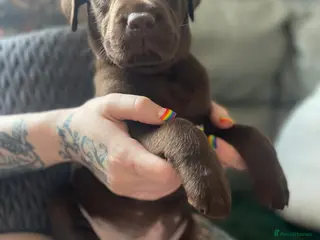 Labrador Retriever dogs ** READY 10th JULY **8 stunning lab pups for sale - Advert 9