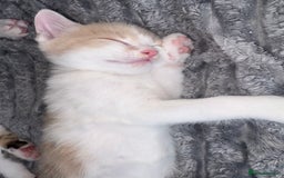 Bengal cats for sale: Kittens for sale - 2 girls, 3 boys ready this week - Image 5