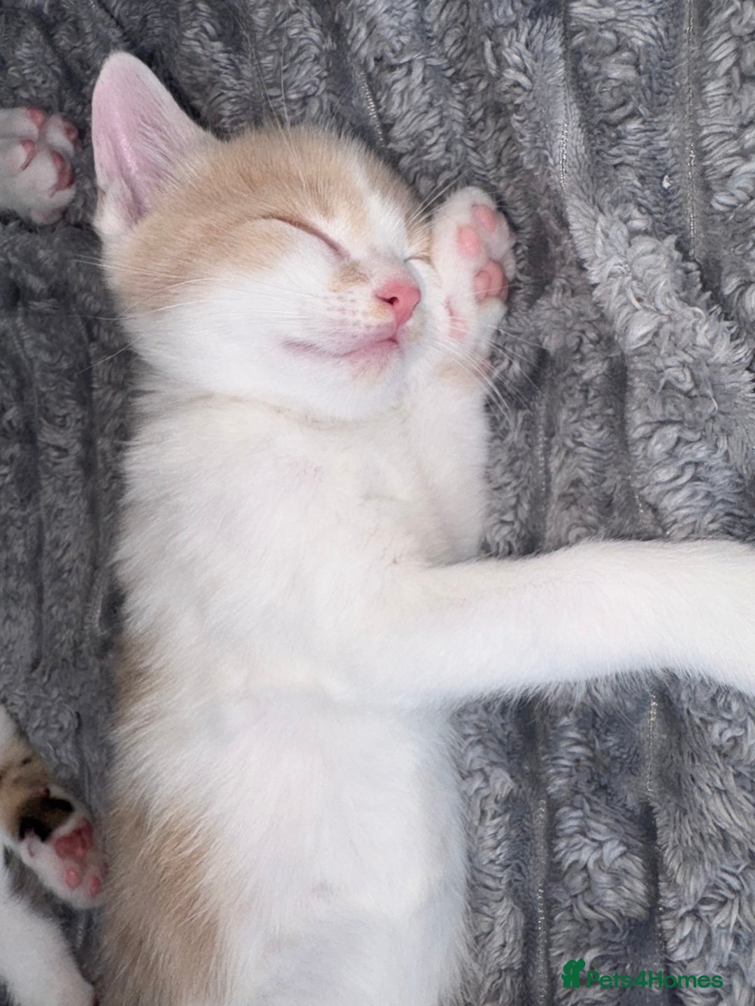 Bengal cats for sale: Kittens for sale - 2 girls, 3 boys ready this week - Image 5