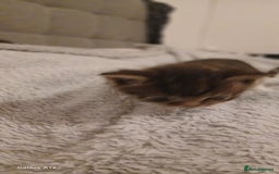 Mixed Breed cats for sale: Tabby kittens - Image 13