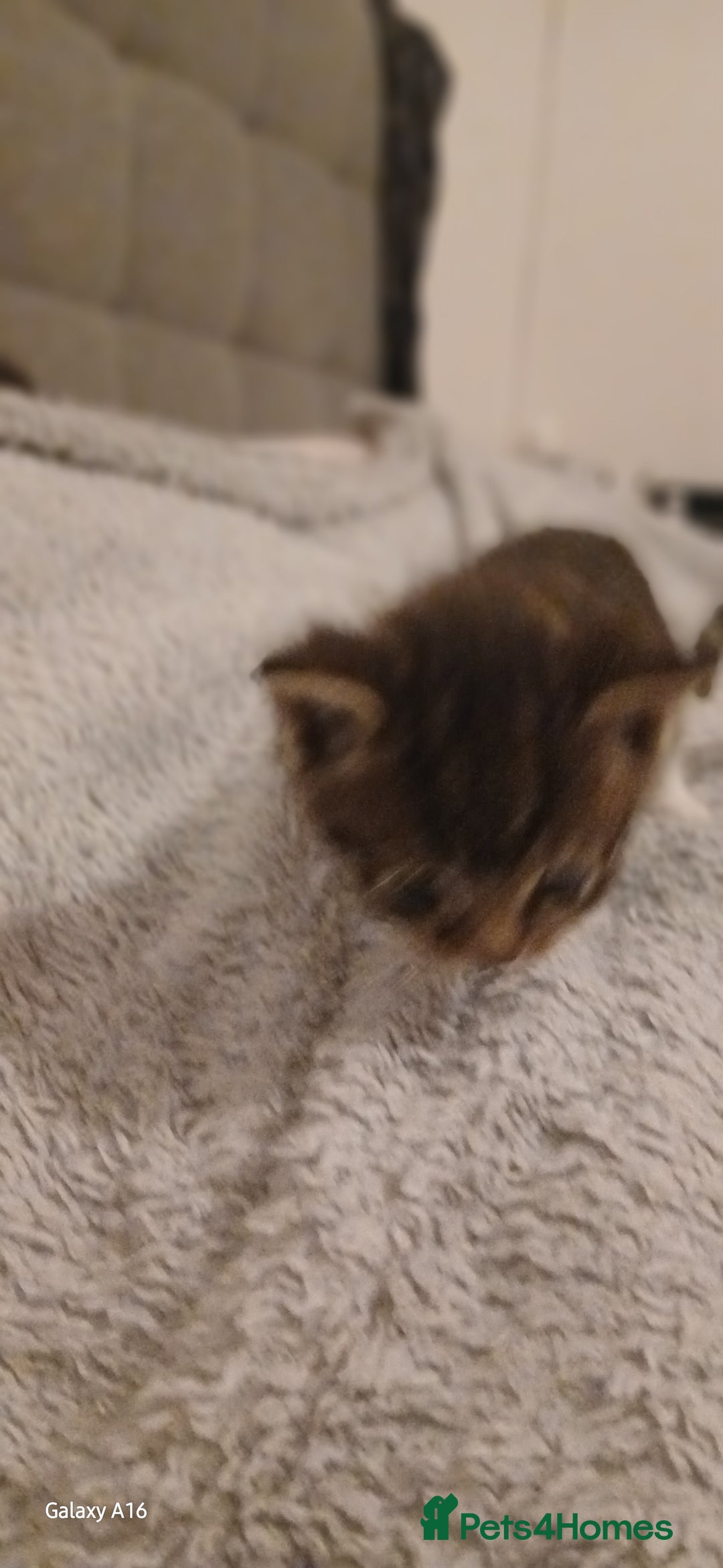 Mixed Breed cats for sale: Tabby kittens - Image 13