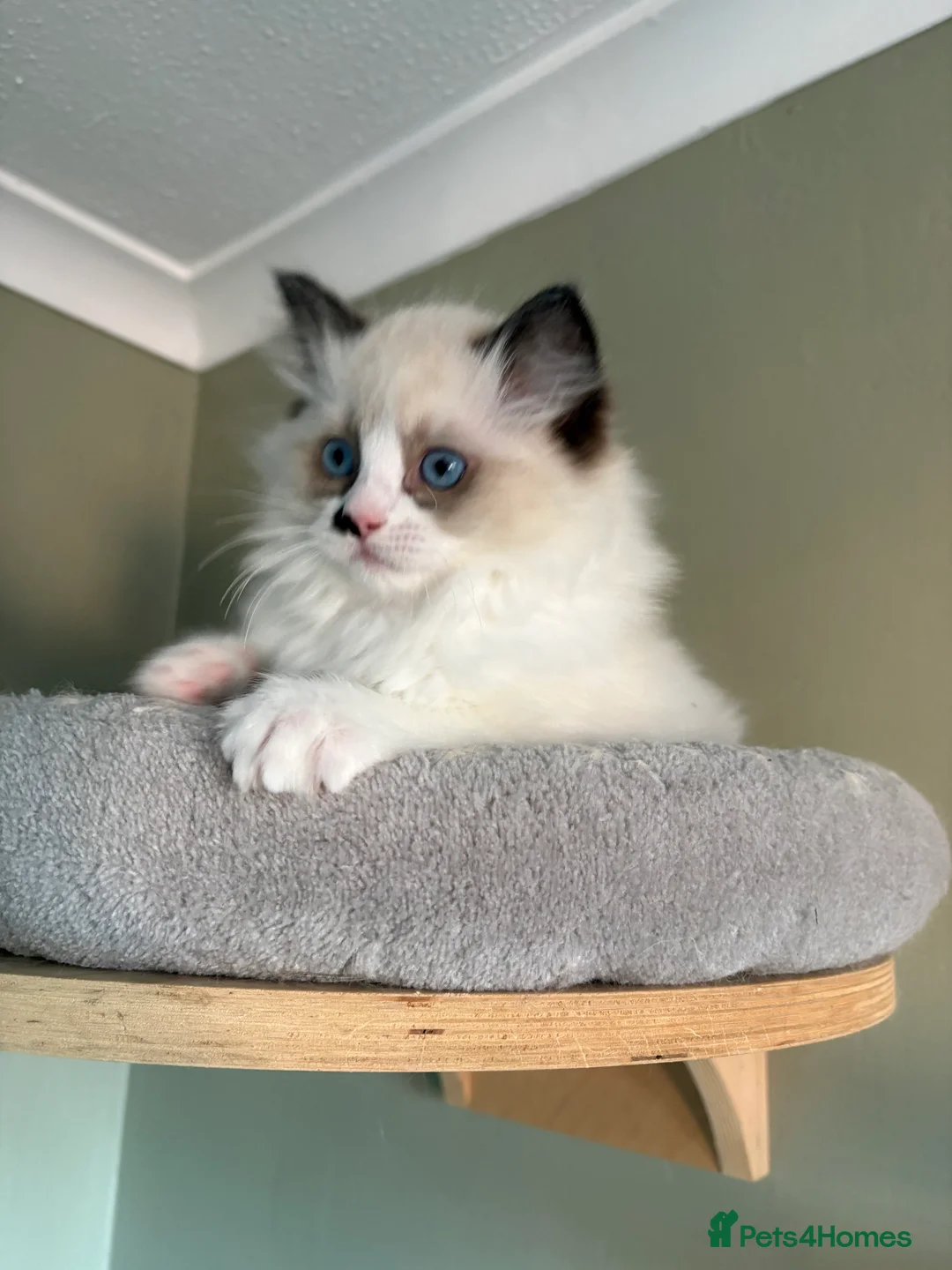 Ragdoll cats for sale: 2 boys ready now - Advert 12