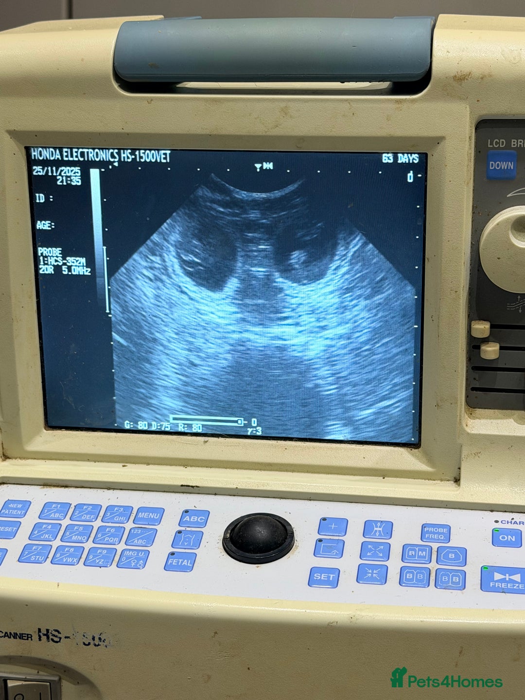 Springador dogs for sale: Springadors - Advert 2