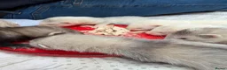 Ferret rodents for sale: Stunning baby ferrets for sale  - Advert 9