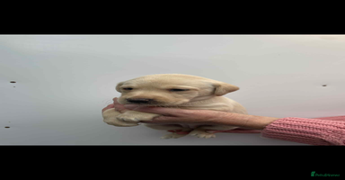 Labrador Retriever dogs - Advert 4