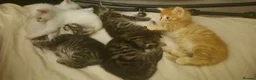 Bengal cats for sale: Cross bengal kittens £350 - Advert 7
