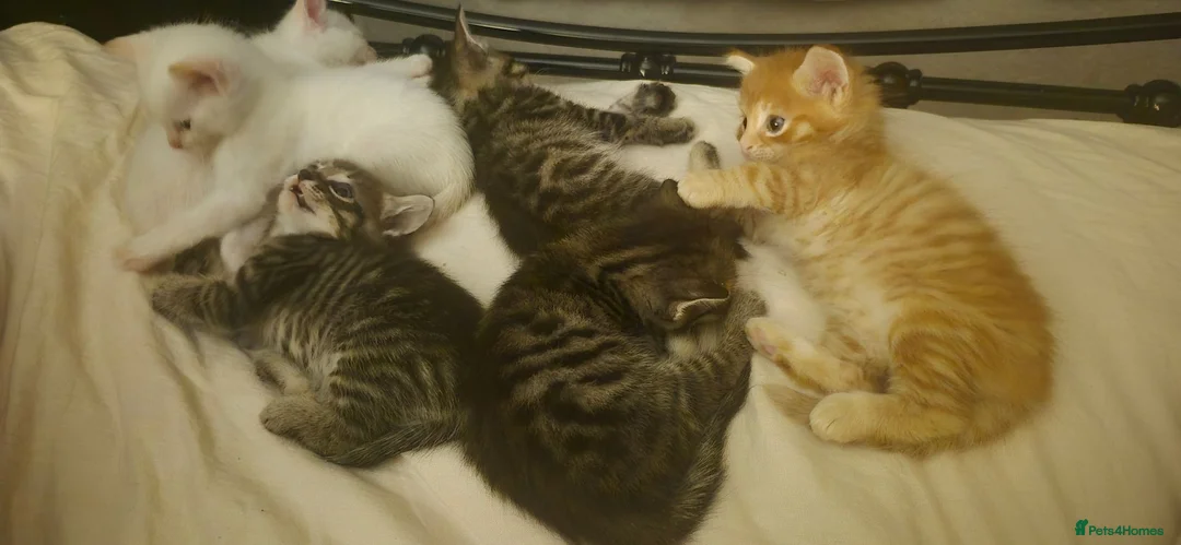 Bengal cats for sale: Cross bengal kittens £350 - Advert 7