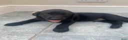 Labrador Retriever dogs for sale: 8 Stunning Fox Red & Black Labrador Puppies in Walsall - Advert 38