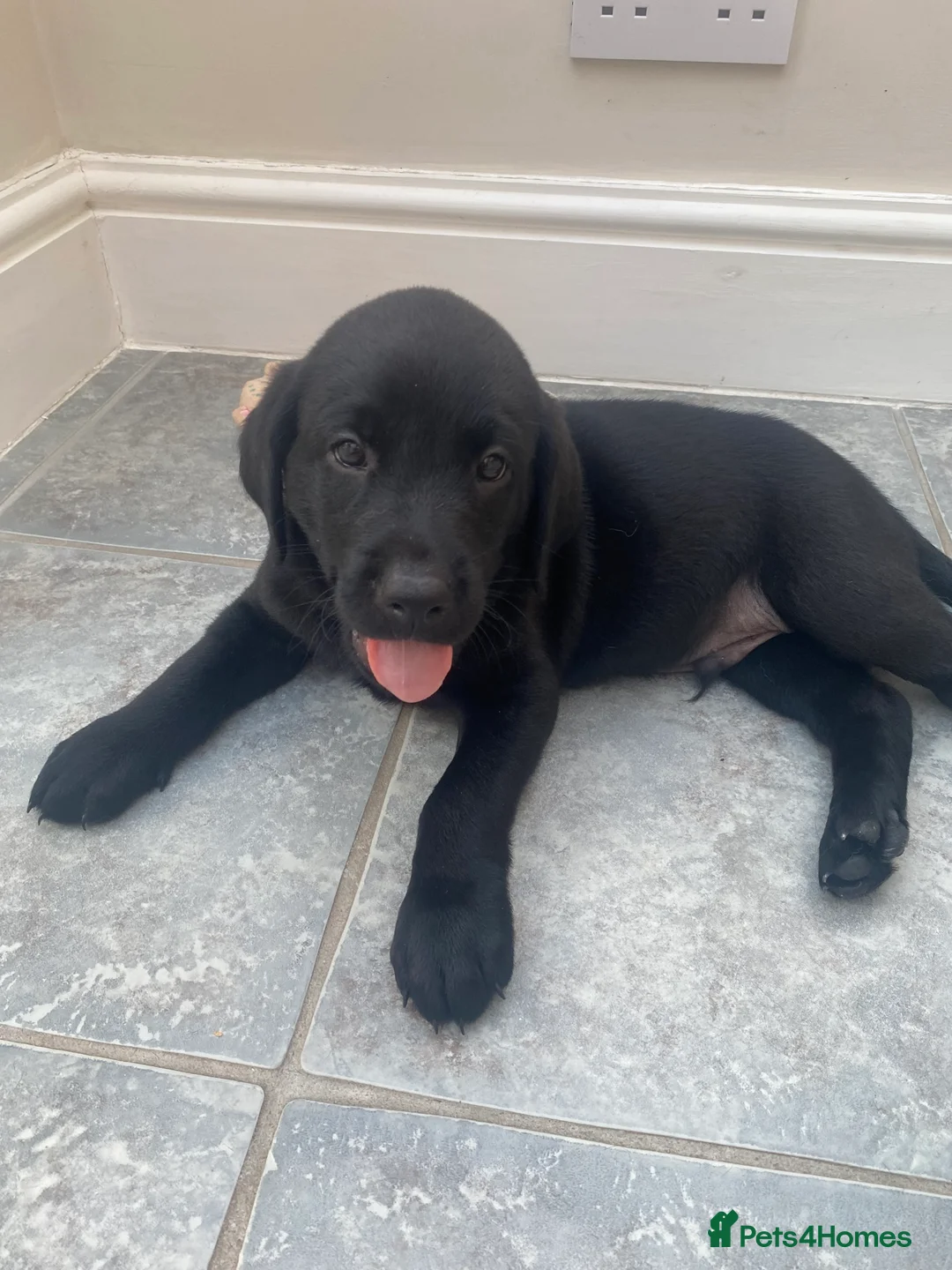 Labrador Retriever dogs for sale: 8 Stunning Fox Red & Black Labrador Puppies in Walsall - Advert 38