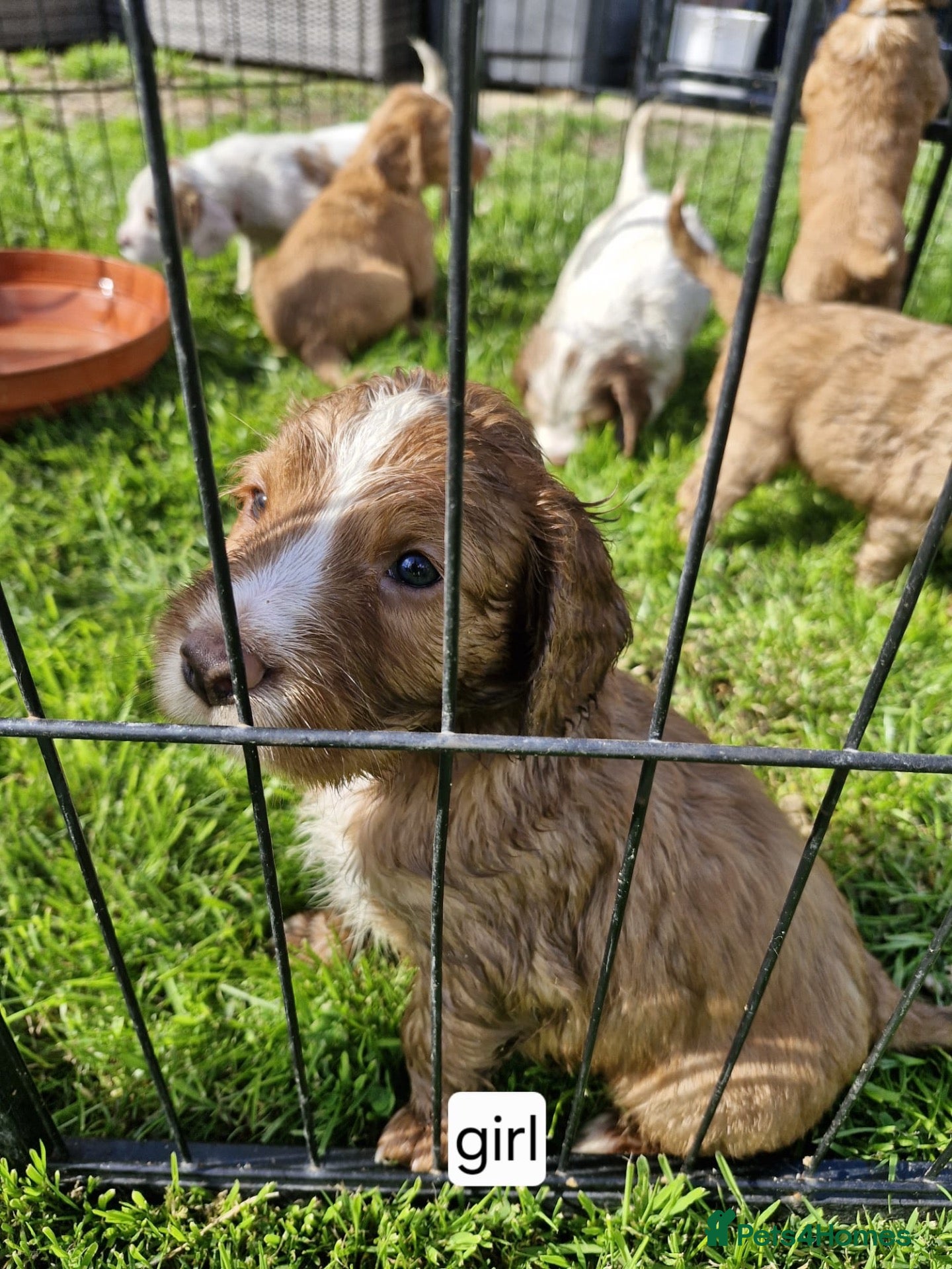 Cocker Spaniel dogs Cocker Spaniel Puppies  - Advert 3
