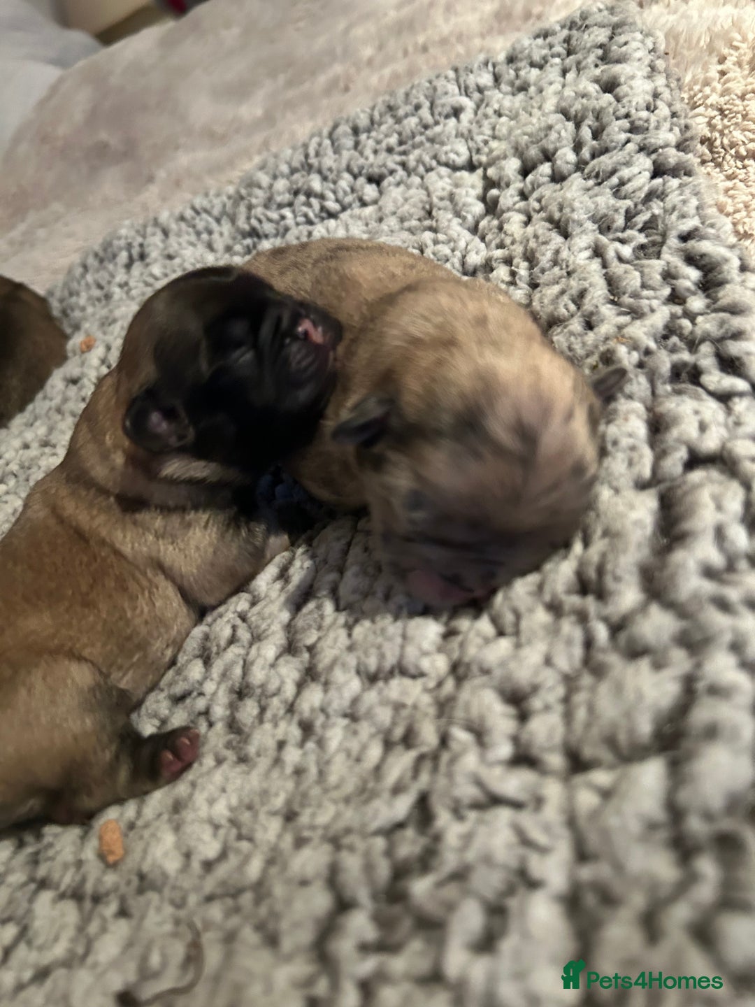 Frug dogs for sale: Fluffy frug - Image 8