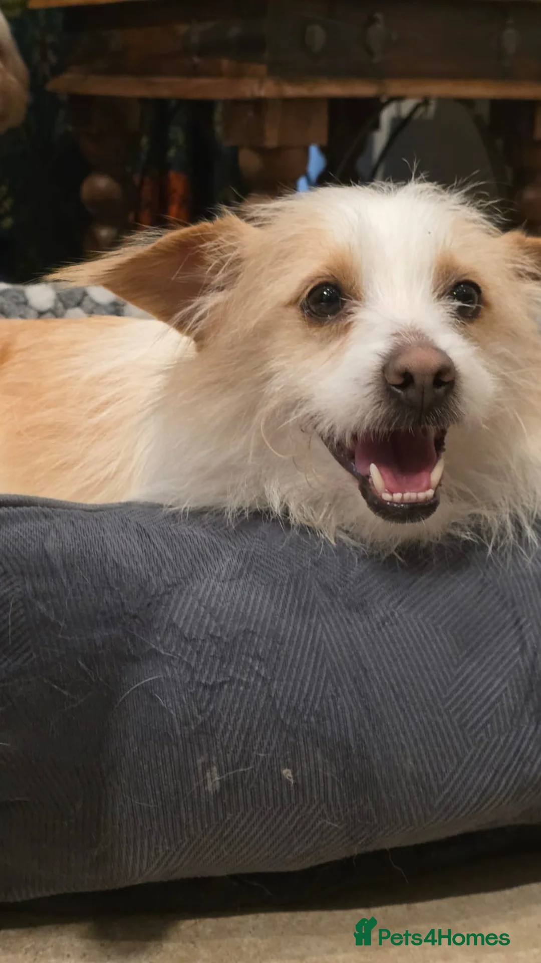 Mixed Breed dogs for adoption: Moomoo is 3-4 yr terrier type meat trade survivor  - Advert 3