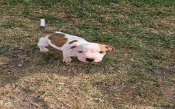 Staffordshire Bull Terrier dogs for sale: 🐾 Beautiful Staffordshire Bull Terrier Puppies 🐾 - Image 9