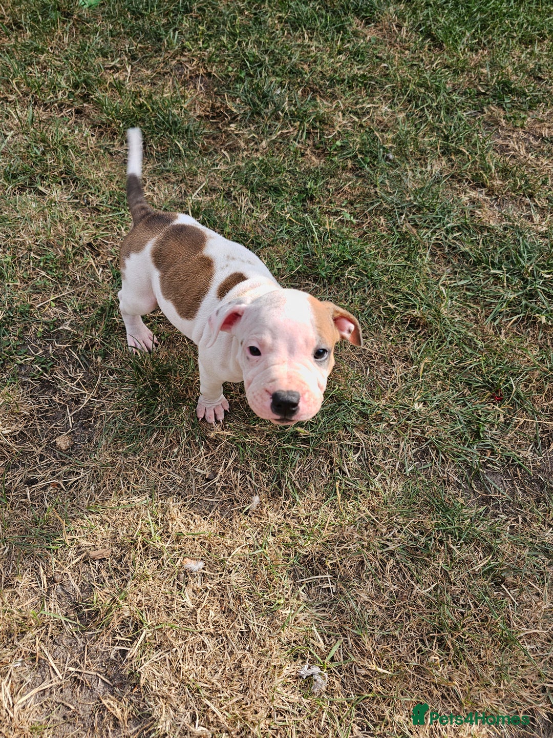 Staffordshire Bull Terrier dogs for sale: 🐾 Beautiful Staffordshire Bull Terrier Puppies 🐾 - Image 9