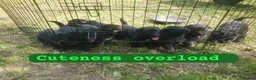 German Shepherd dogs for sale: German shepherd puppys - Advert 16