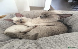 Devon Rex cats for sale: Blue Point Devon Rex Boy 💙 - Image 13