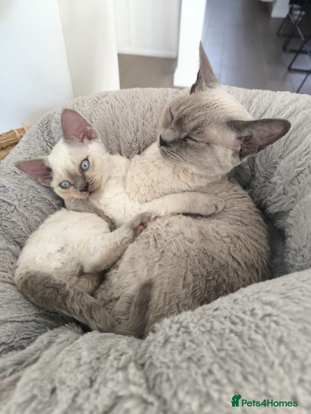 Devon Rex cats for sale: Blue Point Devon Rex Boy 💙 - Image 13