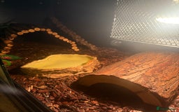 Python Snake reptiles for sale: Royal ball python - Image 4