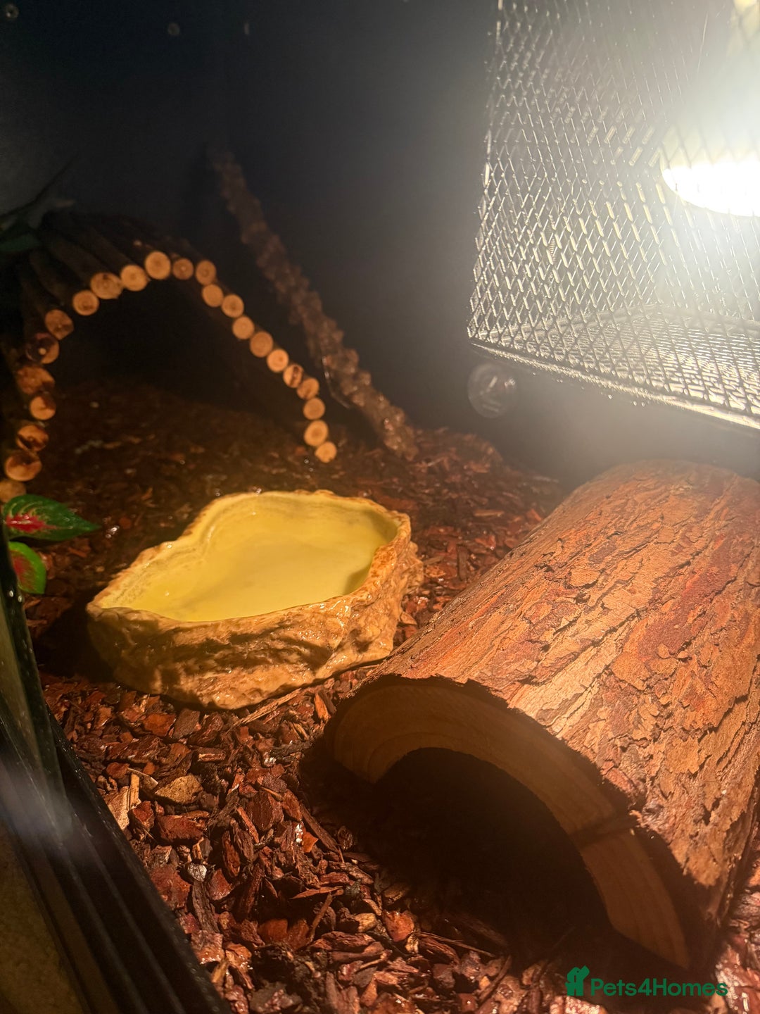Python Snake reptiles for sale: Royal ball python - Image 4