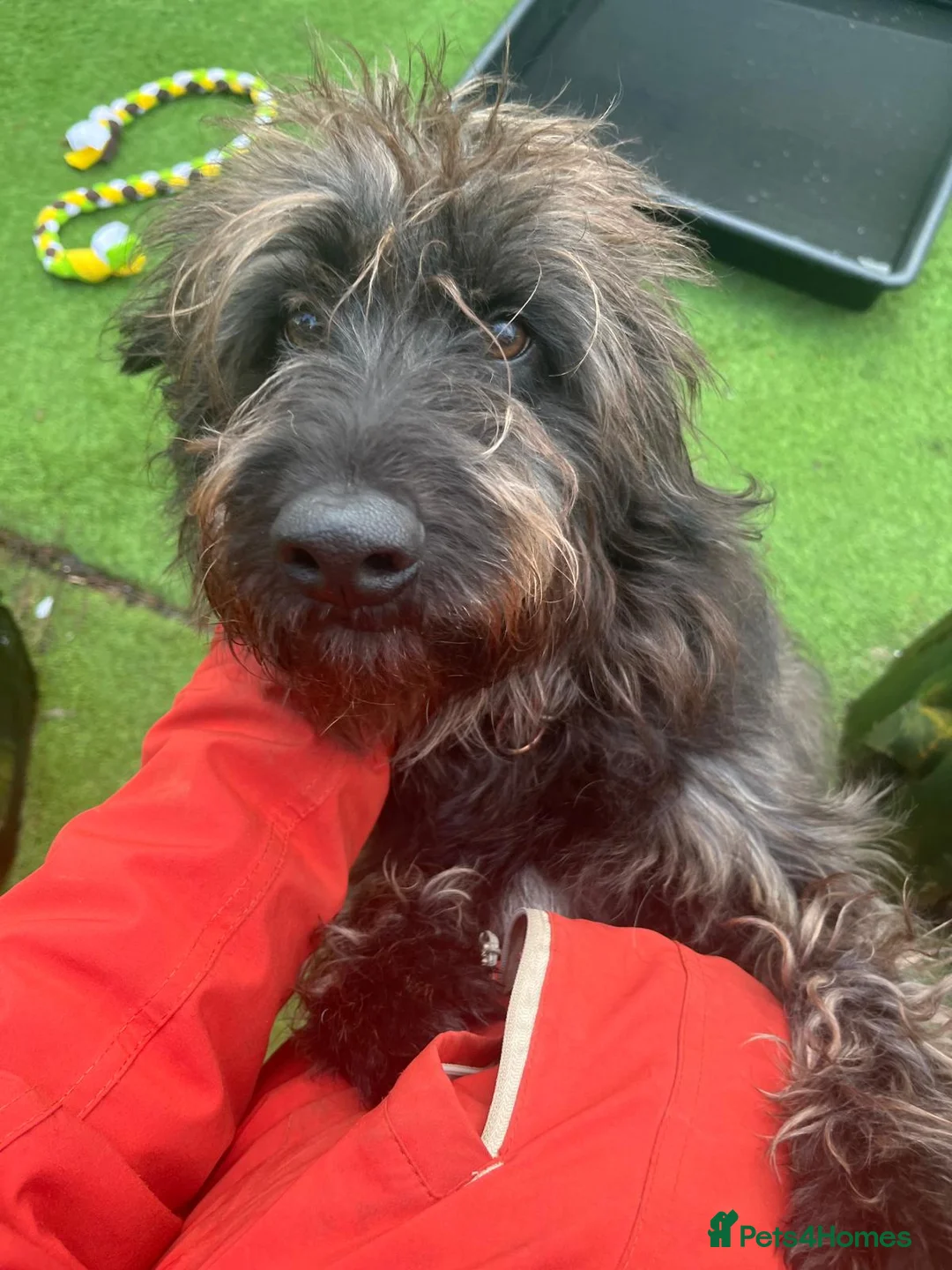 Mixed Breed dogs for adoption: Scrabble is in search for his forever home! - Advert 2