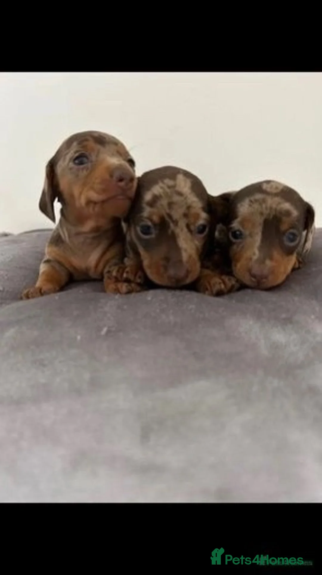 Miniature Dachshund dogs for stud:  Handsome Silver Dapple in Brecon - Advert 17