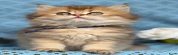 British Longhair cats for sale: British Longhair golden shaded kittens TICA - Advert 14