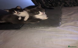 Mixed Breed cats for sale: 2 stunning kittens x - Image 10