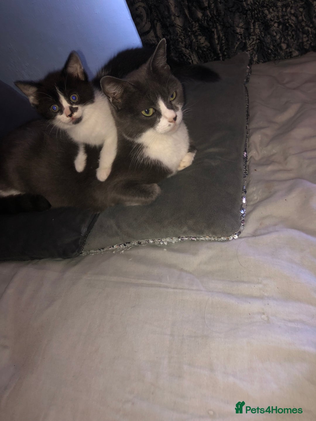 Mixed Breed cats for sale: 2 stunning kittens x - Image 10