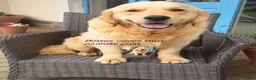Golden Retriever dogs for stud: Exceptional Proven Stud - Advert 15