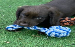 Cocker Spaniel dogs for sale: Health Tested Working Cocker Pups - Image 2