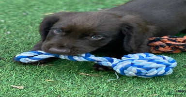 Cocker Spaniel dogs - Advert 2