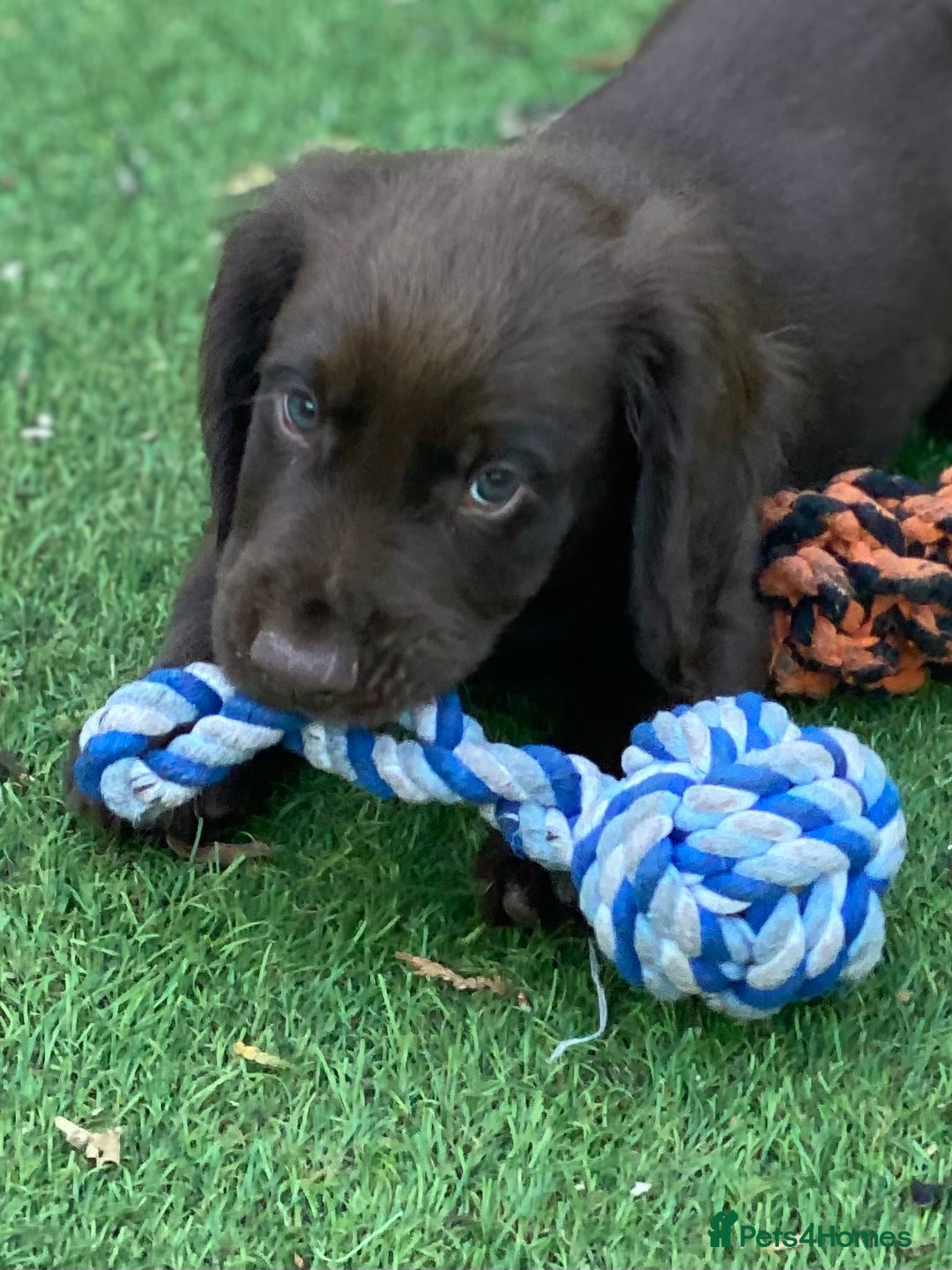 Cocker Spaniel dogs for sale: Health Tested Working Cocker Pups - Image 2