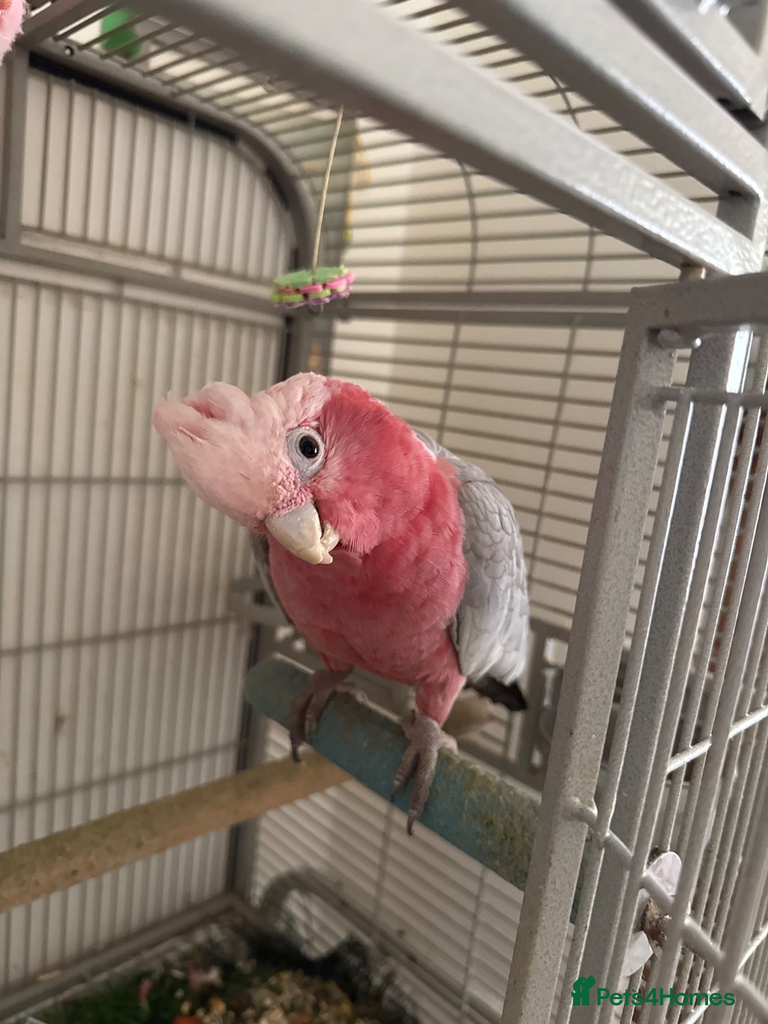 Cockatoo birds Pink galah cockatoo.  - Advert 18