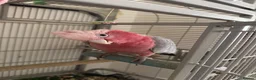 Cockatoo birds for sale: Pink galah cockatoo.  - Advert 1