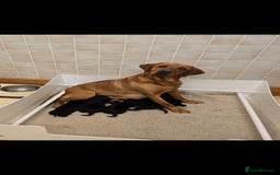 Labrador Retriever dogs for sale: KC Reg Labrador Puppies - Therapy Dog Mum - Image 8