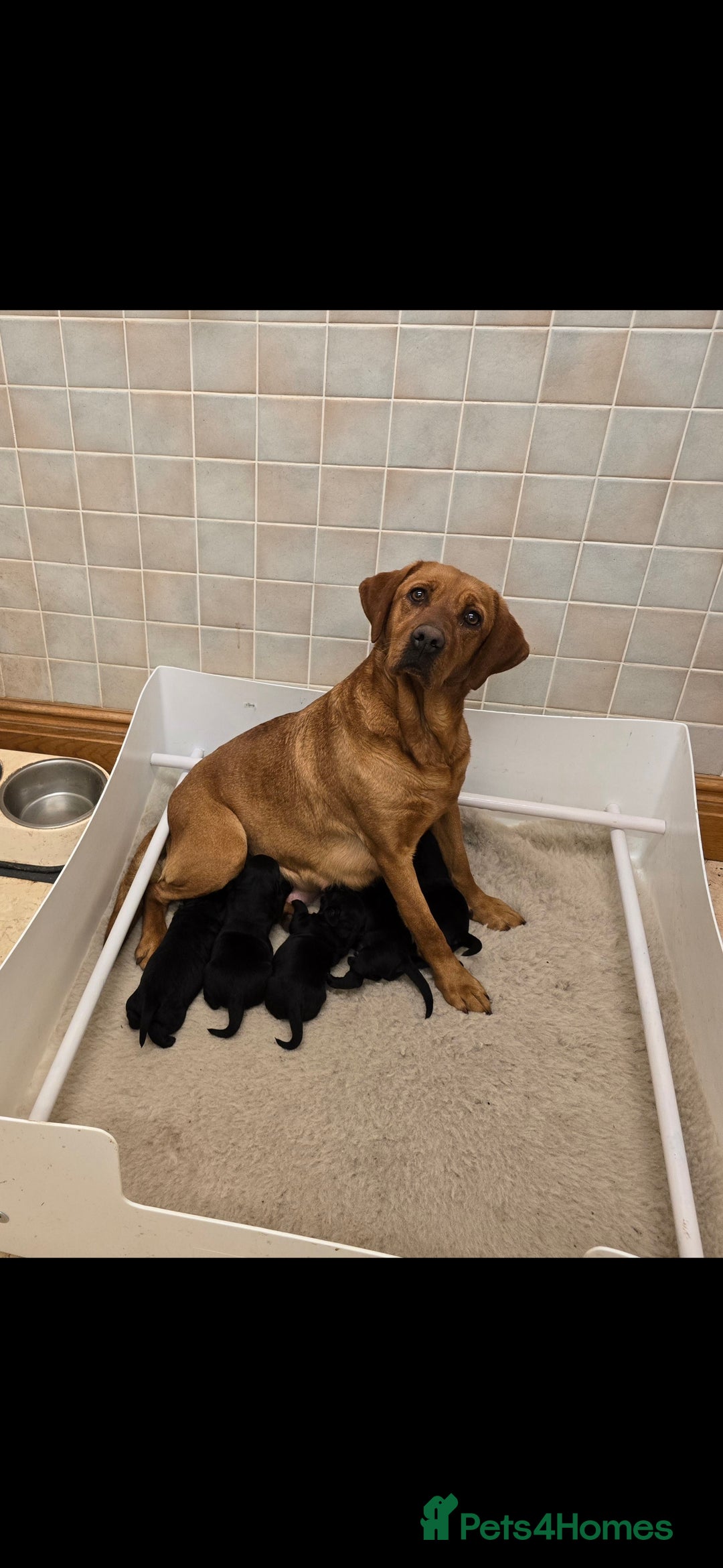 Labrador Retriever dogs for sale: KC Reg Labrador Puppies - Therapy Dog Mum - Image 8