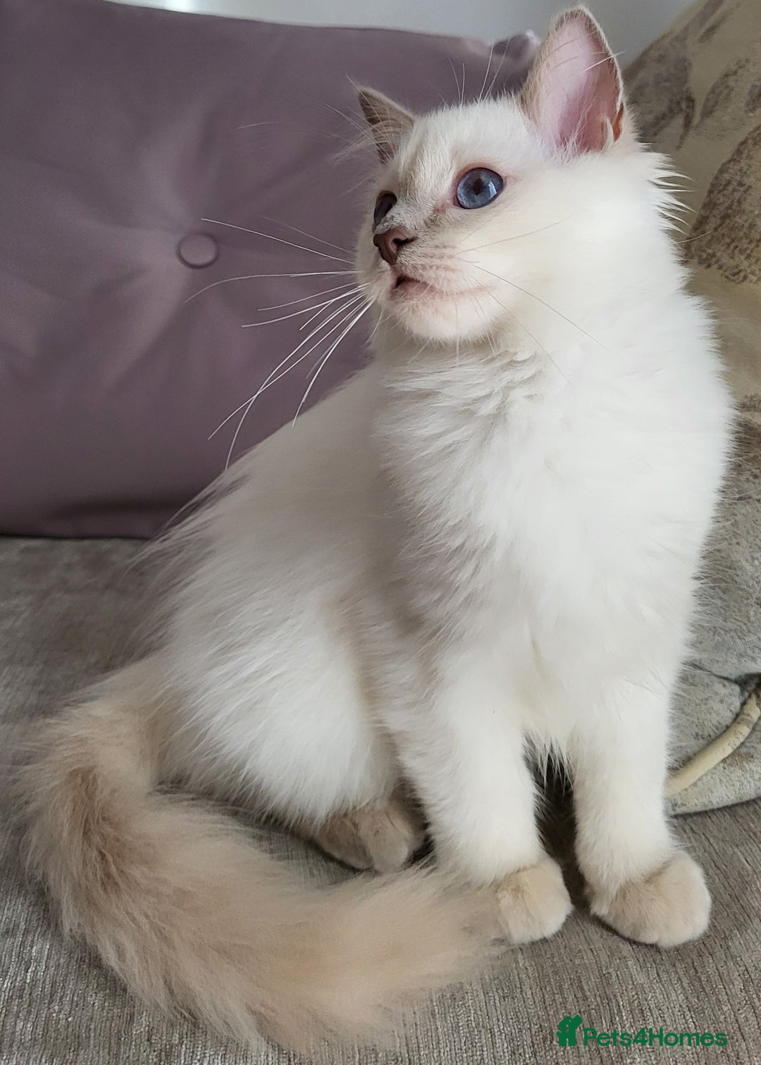 Ragdoll cats for sale: GCCF Registered Pedigree Lilac Point Ragdolls in Dundee - Image 4