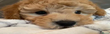 Toy Poodle Puppy 2
