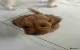 Toy Poodle dogs for sale: 🌟TOY POODLES READY FOR THERE FOREVER HOMES 🌟 - Image 2