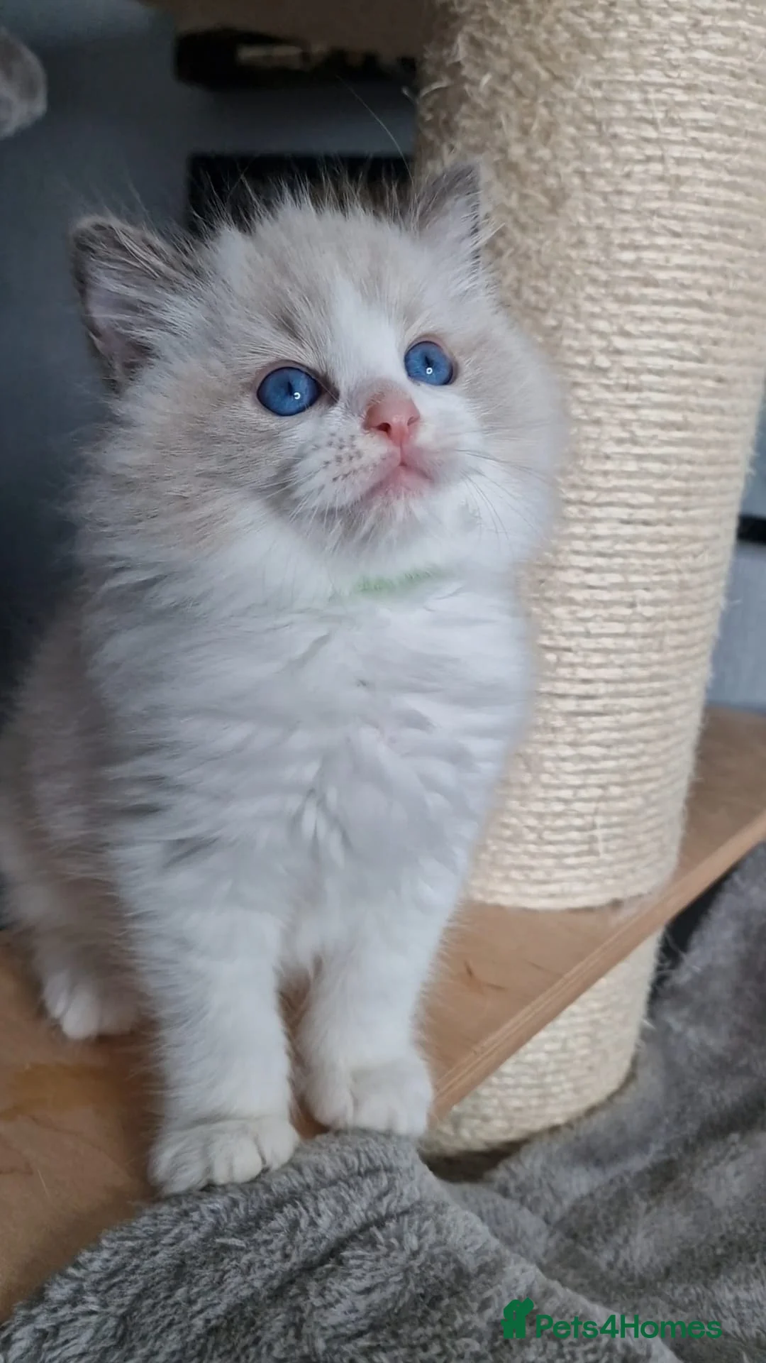 Ragdoll cats for sale: Beautiful Ragdolls  - Advert 4