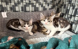 Brazilian Shorthair cats for sale: 3 Female Kittens left! Blue left! Purple, Yellow  - Image 3