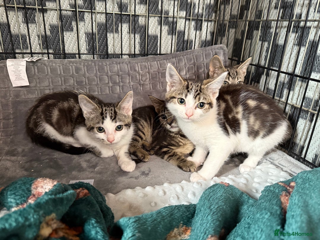 Brazilian Shorthair cats for sale: 3 Female Kittens left! Blue left! Purple, Yellow  - Image 3