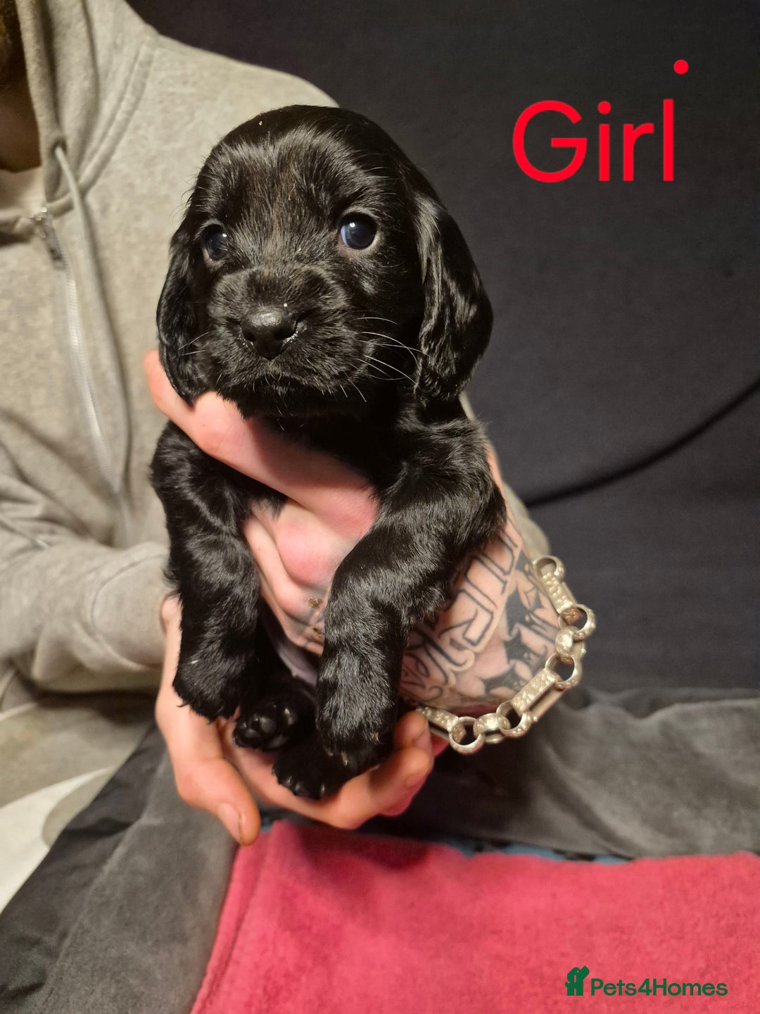 Mixed Breed dogs for sale: Sproker spaniel cross Cavalier King Charles  - Advert 12