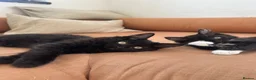 Ragdoll cats for sale: Exceptional 3/4 Ragdoll Girls Ready now! - Advert 8