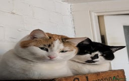 Domestic Shorthair cats for sale: Much loved family cat - Image 2