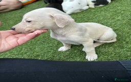 Lurcher dogs for sale: Lurcher pups  - Image 10