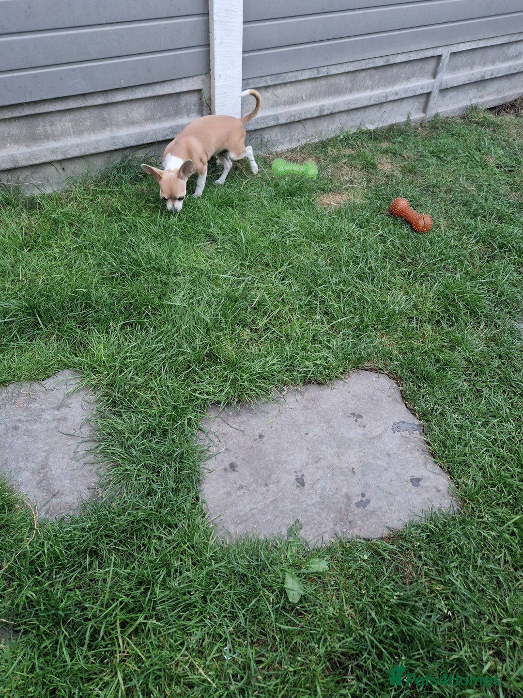 Chihuahua dogs for sale: Chihuahua puppies  - Image 7