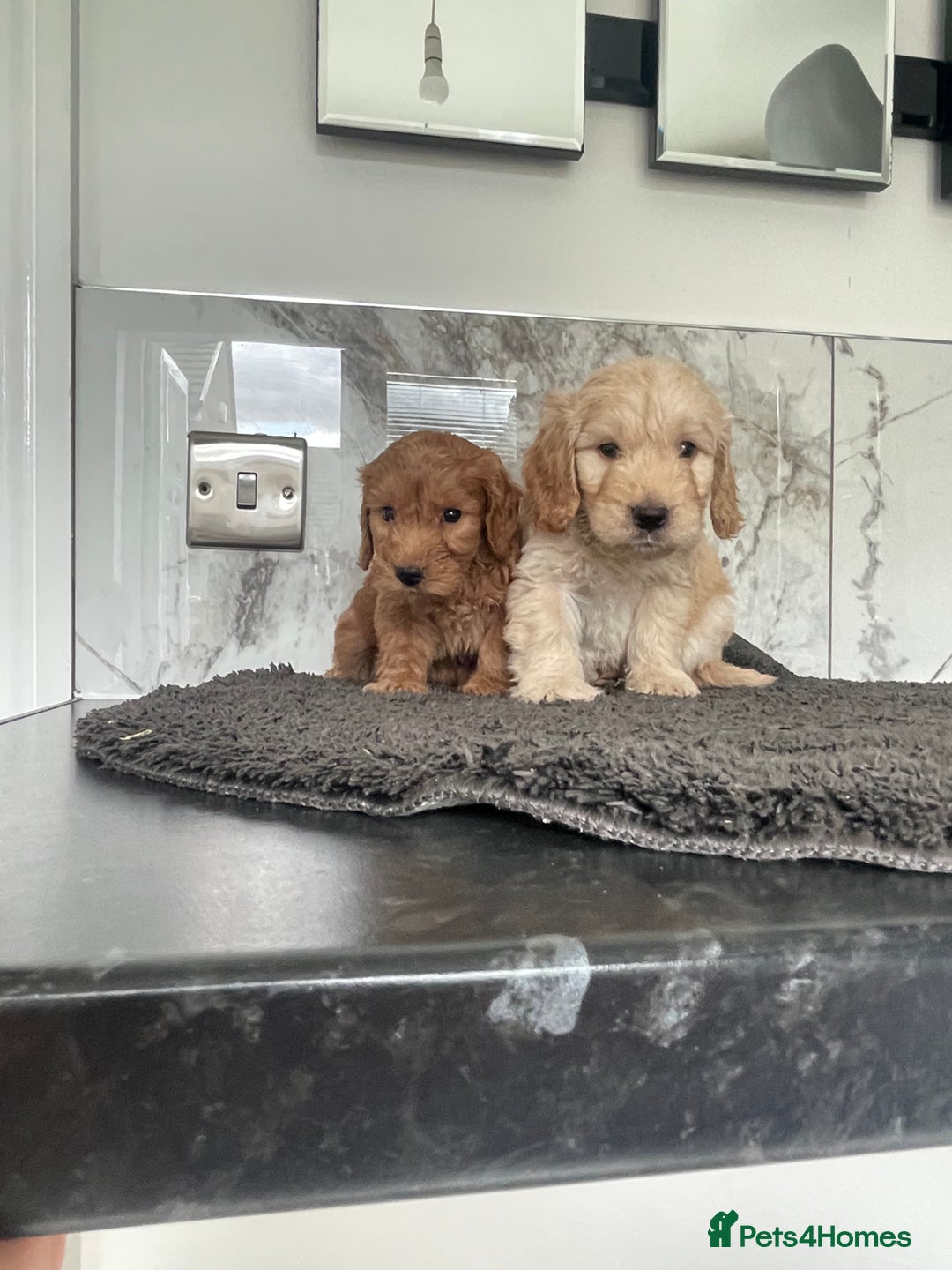 Cavapoo dogs for sale: 🐶 F1 top quality cavapoo puppies (toy poodle) 🐶  - Image 6